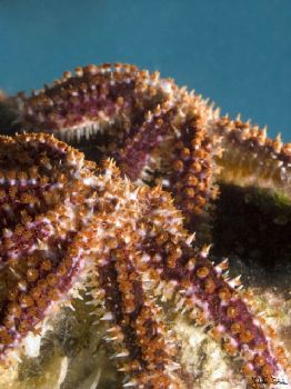 Sea Star. Taken with Olympus E-20 in Titan housing with m... by Istvan Juhasz 
